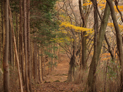 山伏峠〜前武川岳